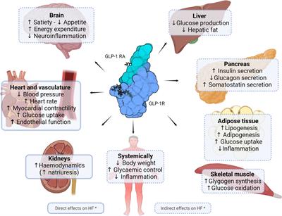 The potential of glucagon-like peptide-1 receptor agonists in heart failure